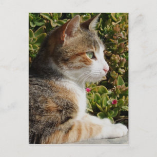 Kitty Postcard Postkarte