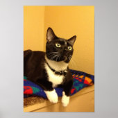 Kitty Poster (Vorne)