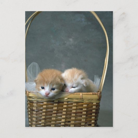 Kitty Postkarte (Vorderseite)