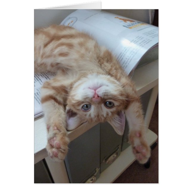 Kitty Relaxing (Vorne)