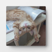 Kitty Relaxing Fotoplatte (Vorderseite)