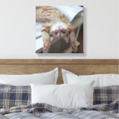 Kitty Relaxing Leinwanddruck (Insitu (Schlafzimmer))