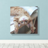 Kitty Relaxing Leinwanddruck (Insitu (Holzboden))