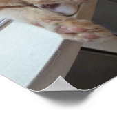 Kitty Relaxing Poster (Ecke)