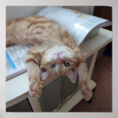 Kitty Relaxing Poster (Vorne)