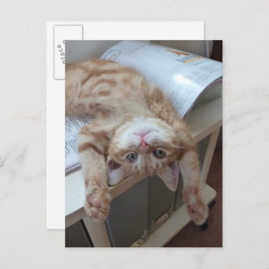 Kitty Relaxing Postkarte (Vorne/Hinten)