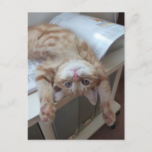 Kitty Relaxing Postkarte (Vorderseite)