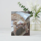 Kitty Relaxing Postkarte (Stehend Vorderseite)