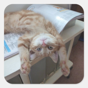 Kitty Relaxing Quadratischer Aufkleber