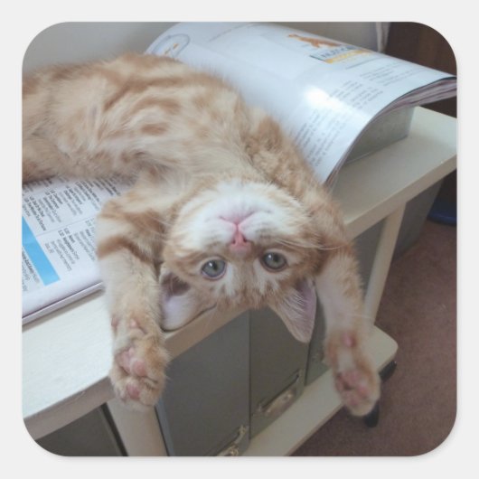 Kitty Relaxing Quadratischer Aufkleber (Vorderseite)