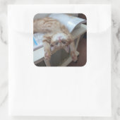 Kitty Relaxing Quadratischer Aufkleber (Tasche)