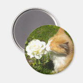 Kitty riecht die Blume Magnet (Vorderseite/Rückseite)