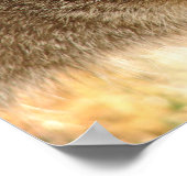 Kitty Stare Poster (Ecke)