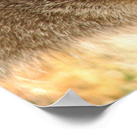 Kitty Stare Poster (Ecke)