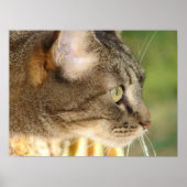 Kitty Stare Poster (Vorne)