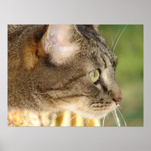 Kitty Stare Poster (Vorne)