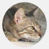 Kitty Stickers (Vorderseite)