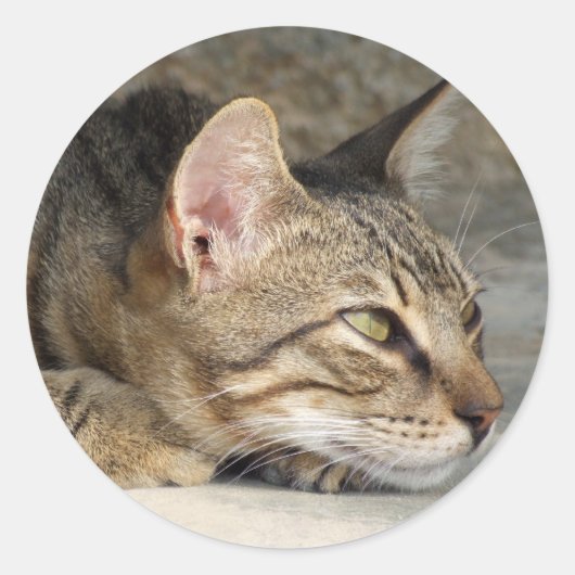 Kitty Stickers (Vorderseite)