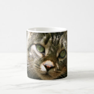 Kitty Tasse