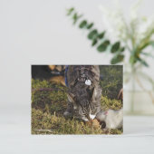 Kitty und Mousey essen gemeinsam Postkarte (Stehend Vorderseite)