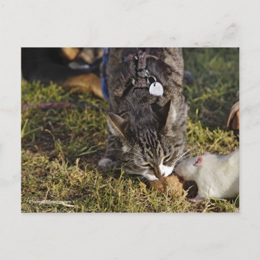 Kitty und Mousey essen gemeinsam Postkarte (Vorderseite)