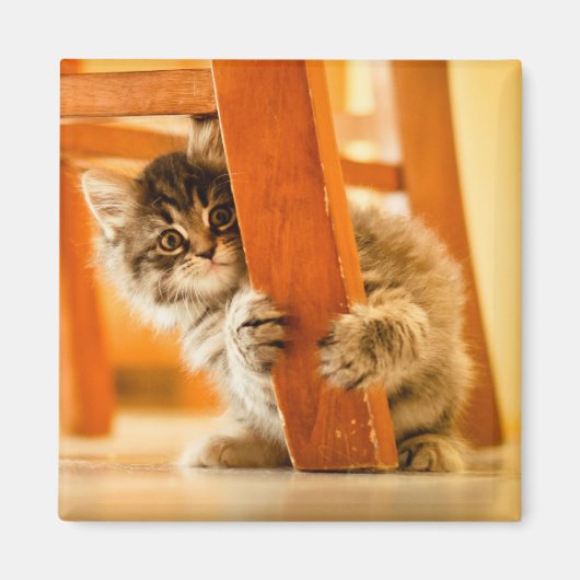Kitty Under Fleisch Magnet (Vorne)