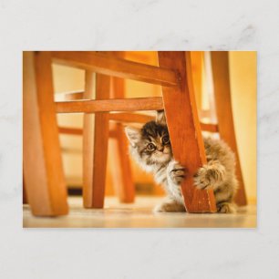 Kitty Under Fleisch Postkarte