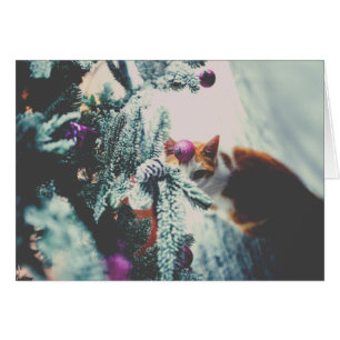 Kitty unter dem Weihnachtsbaum