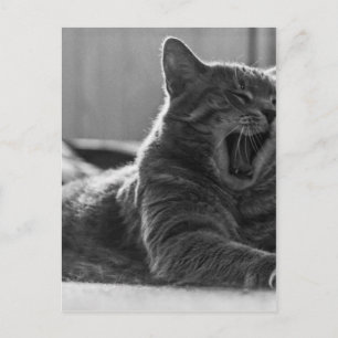 Kitty Yawning Postkarte