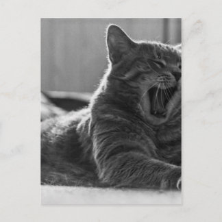 Kitty Yawning Postkarte