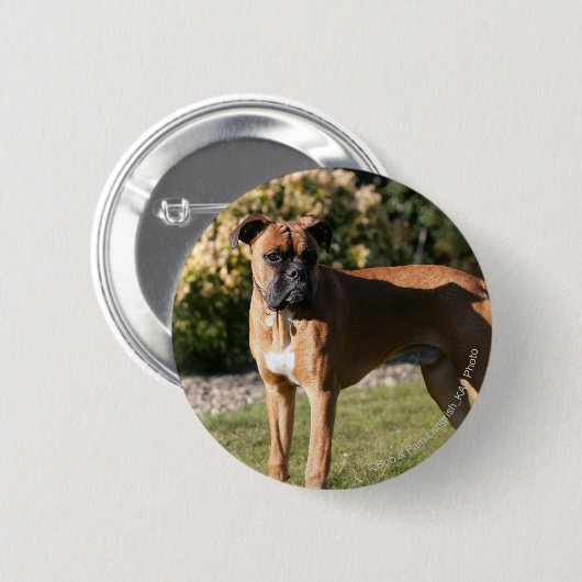 Kitz-Boxer-Hund stehend Button (Vorne & Hinten)