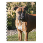 Kitz-Boxer-Hund stehend Notizblock (Vorderseite)