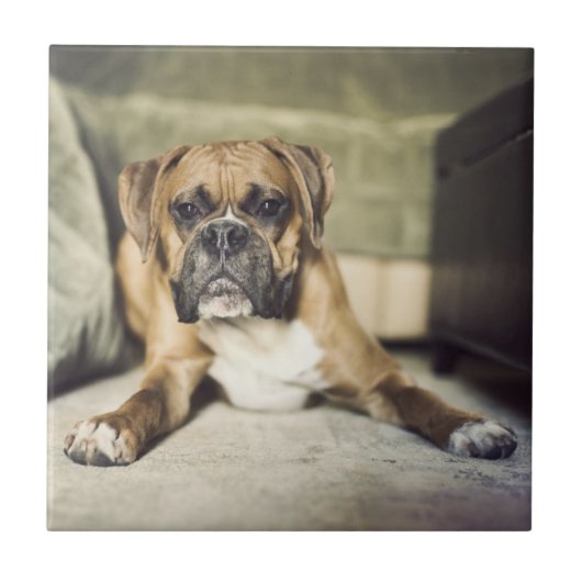 Kitz-Boxer-Welpe Fliese (Vorderseite)