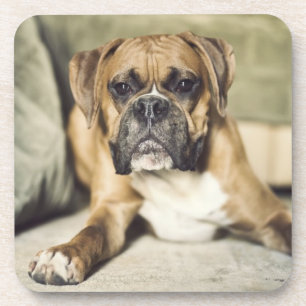 Kitz-Boxer-Welpe Getränkeuntersetzer