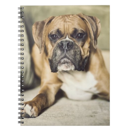 Kitz-Boxer-Welpe Notizblock (Vorderseite)