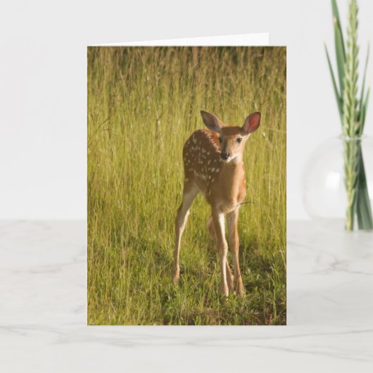 Kitz-Gruß-Karten-Nr. 5 Karte (Vorderseite)