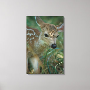 Kitz im Gras Leinwanddruck