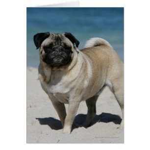 Kitz-Mops am Strand