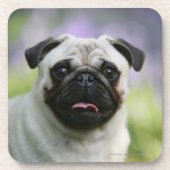 Kitz-Mops auf Alarm Getränkeuntersetzer (Vorderseite)