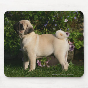 Kitz-Mops-Profil Mousepad
