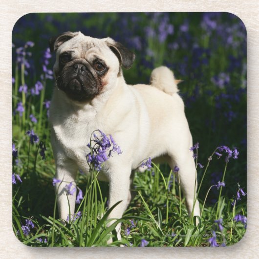 Kitz-Mops stehend in den Bluebells Getränkeuntersetzer (Vorderseite)