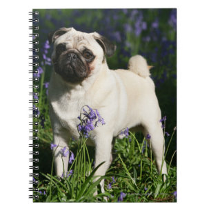 Kitz-Mops stehend in den Bluebells Notizblock