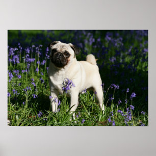 Kitz-Mops stehend in den Bluebells Poster