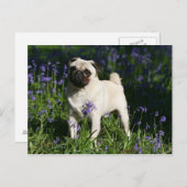 Kitz-Mops stehend in den Bluebells Postkarte (Vorne/Hinten)