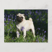 Kitz-Mops stehend in den Bluebells Postkarte (Vorderseite)