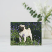 Kitz-Mops stehend in den Bluebells Postkarte (Stehend Vorderseite)