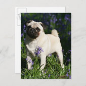 Kitz-Mops stehend in den Bluebells Postkarte (Vorne/Hinten)