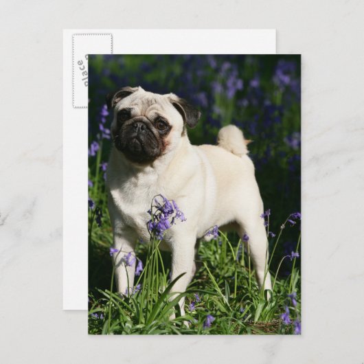 Kitz-Mops stehend in den Bluebells Postkarte (Vorne/Hinten)