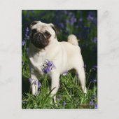 Kitz-Mops stehend in den Bluebells Postkarte (Vorderseite)