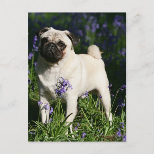 Kitz-Mops stehend in den Bluebells Postkarte (Vorderseite)